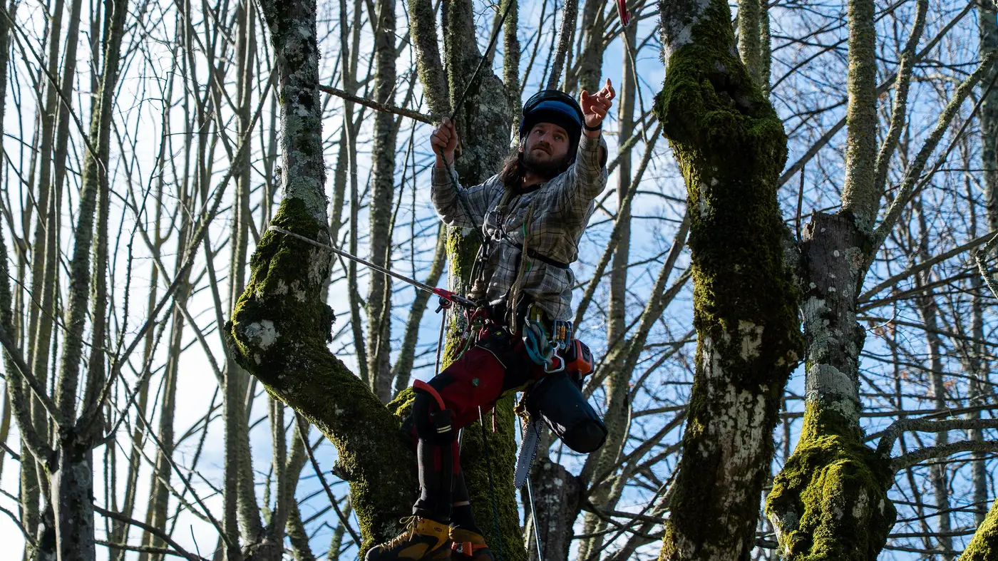 Baumpfleger sichert sich mit Seilklettertechnik in einem Baum für das Abtragen von Ästen