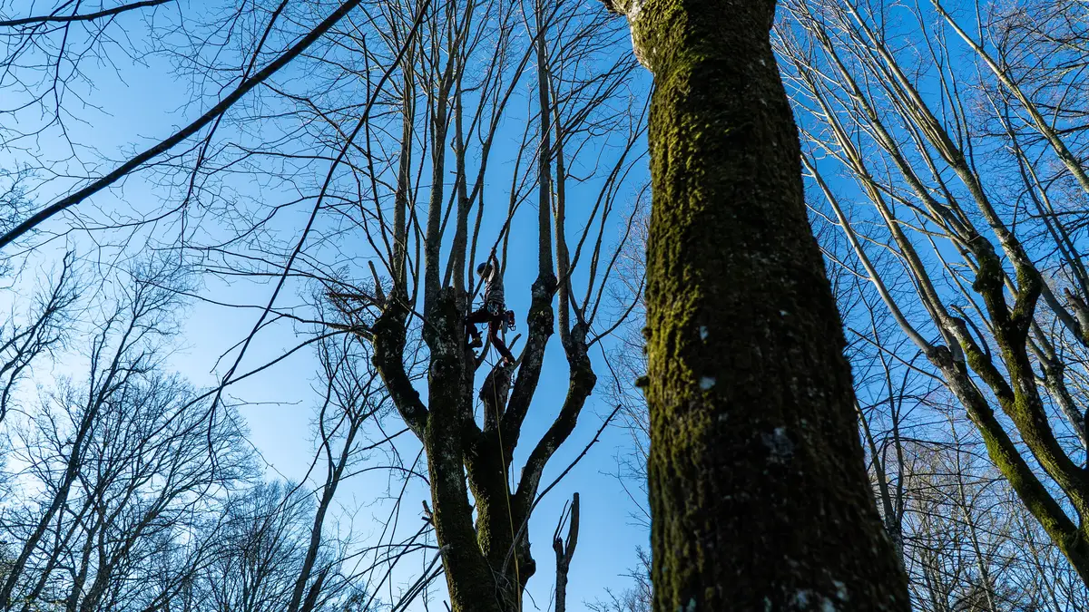 Blick von unten in alte Baumkronen mit Totholz vor blauem Himmel