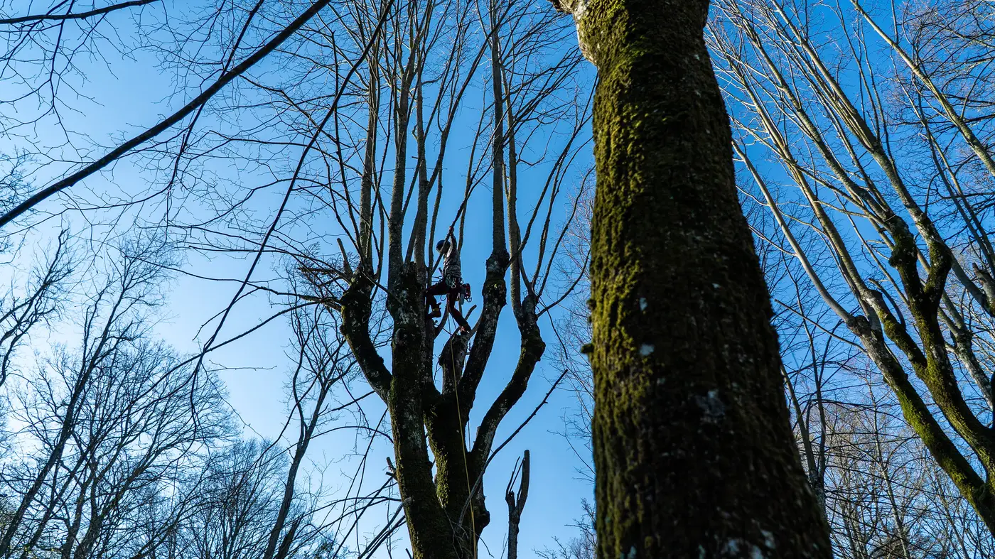 Blick von unten in alte Baumkronen mit Totholz vor blauem Himmel